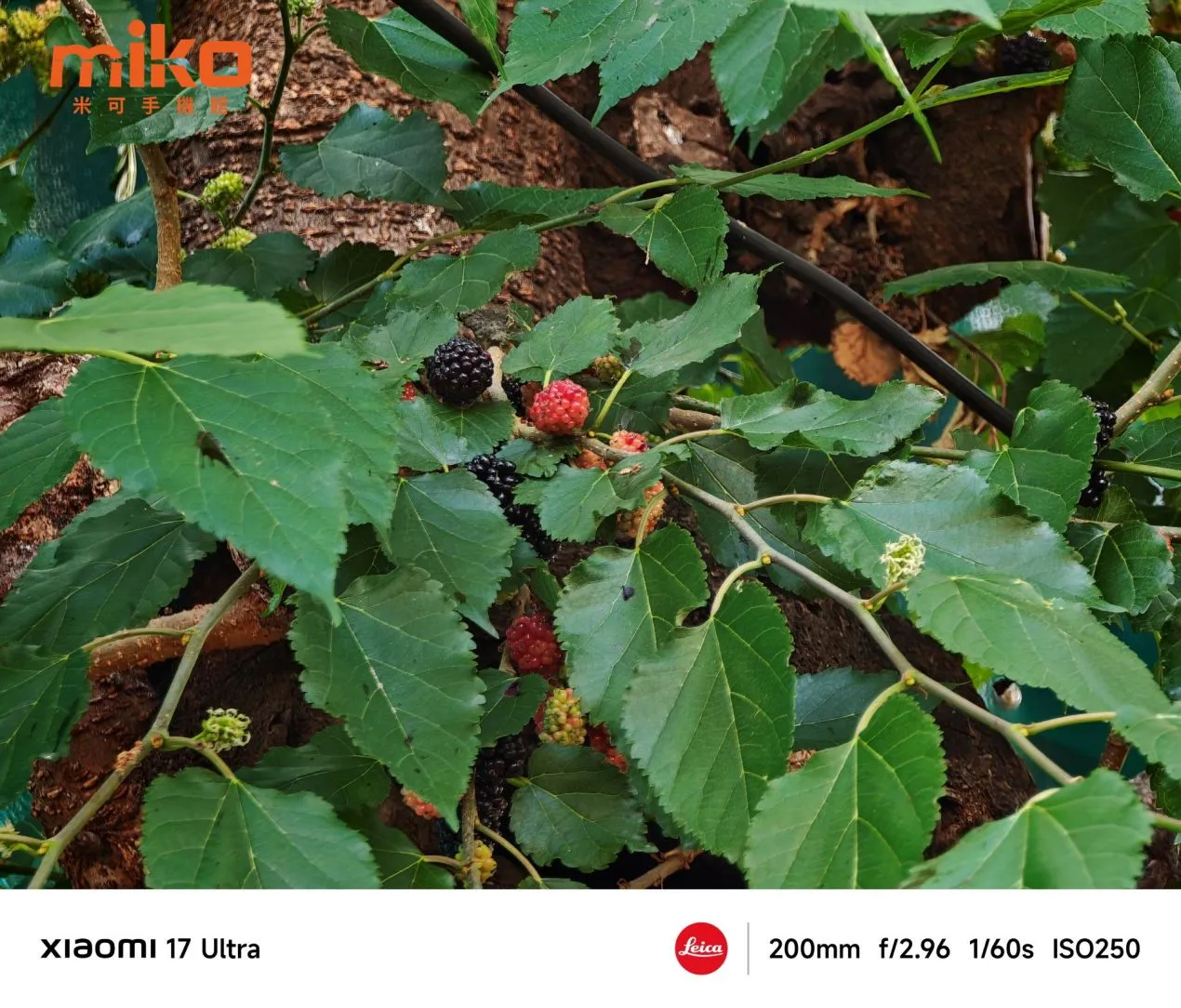 小米 17 Ultra 拍照 200mm 變焦仍能清楚拍到細節